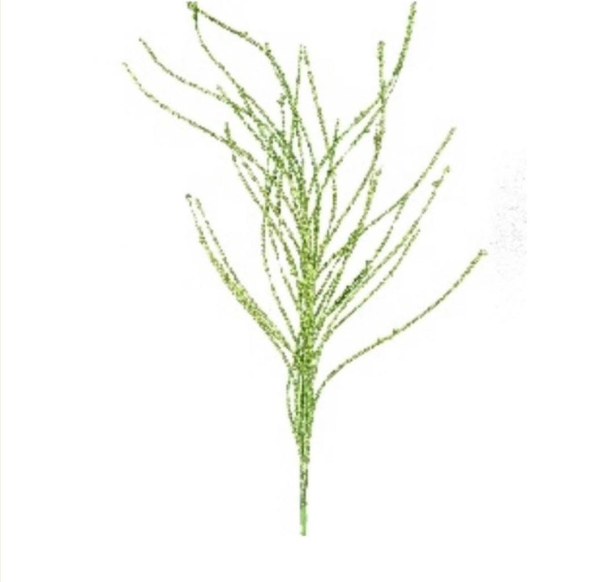 Light Green glitter 5 twig spray