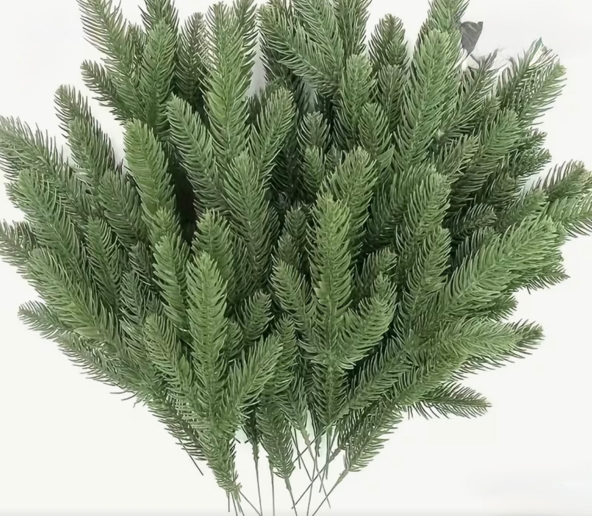 Pk of 6 pine stems